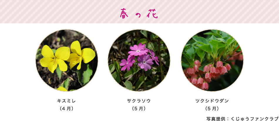 春の花 キスミレ（4月） サクラソウ（5月） ツクシドウダン（5月）