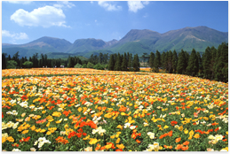 Kuju flower park