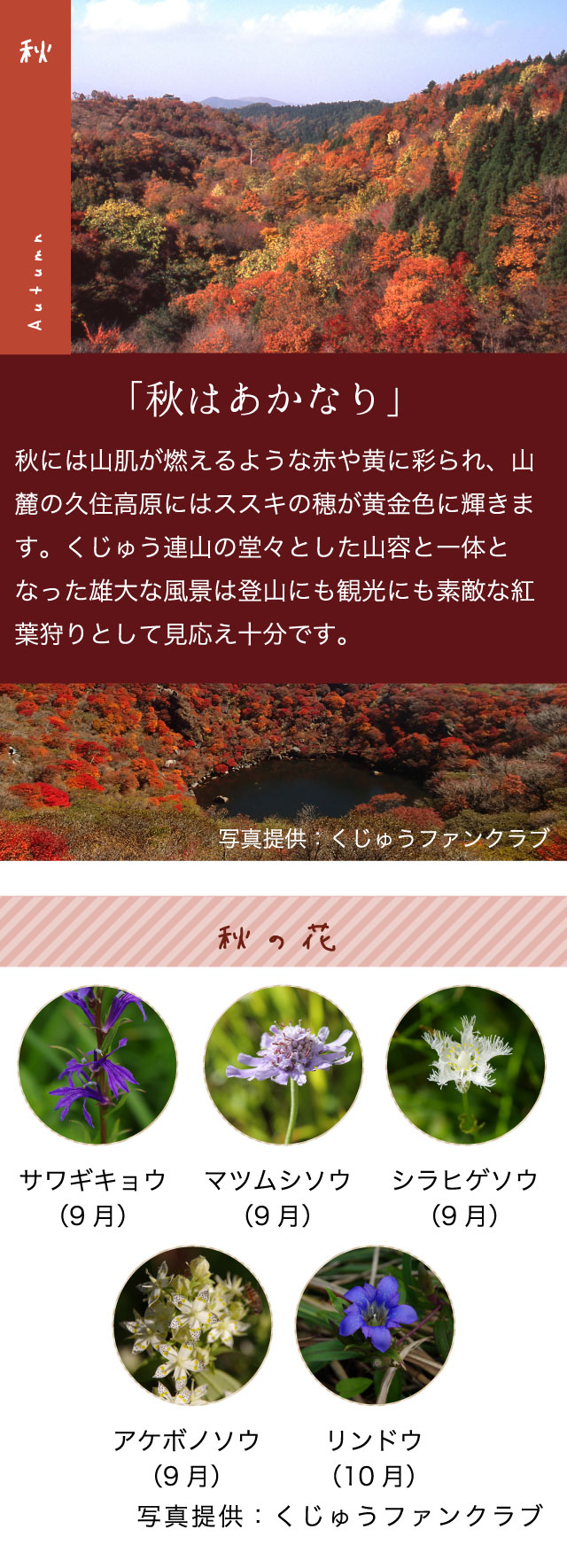 秋の花 サワギキョウ（9月） マツムシソウ（9月） シラヒゲソウ（9月） アケボノソウ（9月） リンドウ（10月）